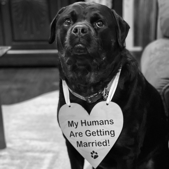 Engagement Announcement sign for Furbaby! - Picture 2 of 2